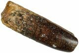 Fossil Sauropod Dinosaur (Titanosaur) Tooth - Morocco #293690-1